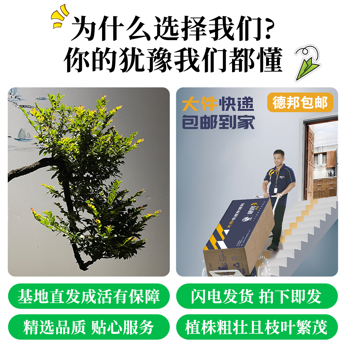 小叶紫檀盆景树苗花卉盆栽办公室植物悬崖临水造型精品桌面绿植 - 图1