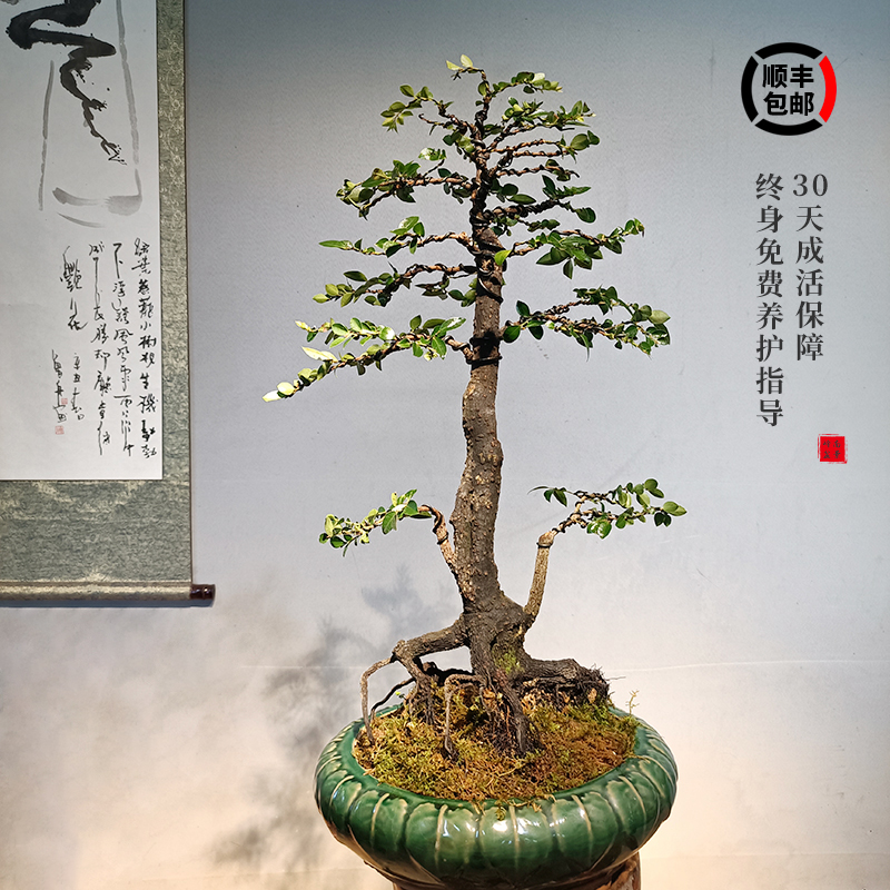 小叶紫檀盆景老桩室内绿植大型植物客厅黑骨茶稀有盆栽办公桌阳台-图1