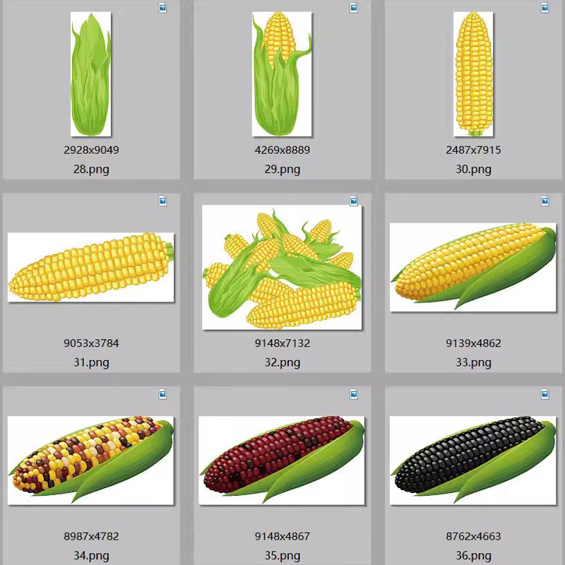 玉米PNG免扣背景素材PSD农作物苞谷农产品粮食包谷玉米棒图片打印