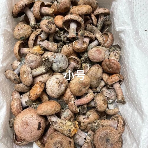 新鲜野生乌枞树菇松菇重阳菌寒菌绿铜菌松乳菇雁来蕈菌菇 - 图2
