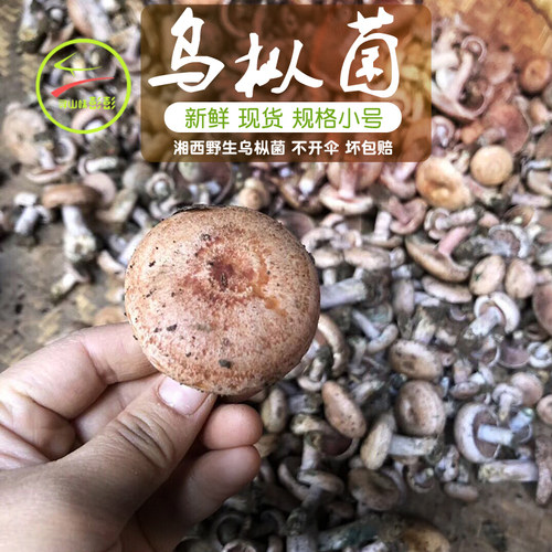 新鲜野生乌枞树菇松菇重阳菌寒菌绿铜菌松乳菇雁来蕈菌菇 - 图3
