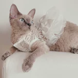 Кошачья одежда принцесса свадьба Ирэн Петт Новое платье, свадебные подарки, марионетка безволосой кошка Бии