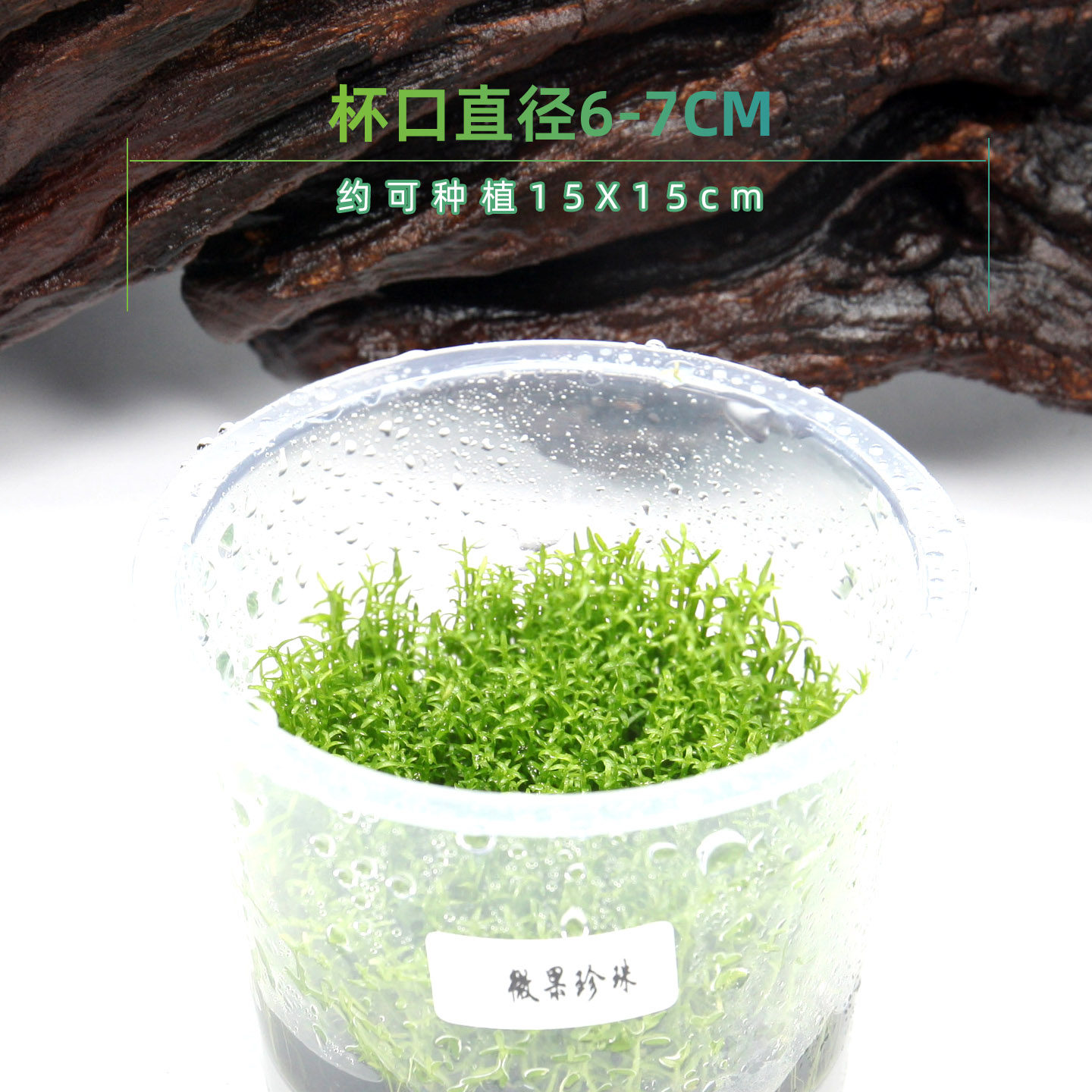 微果珍珠无菌杯前景草坪鱼缸草造景水草荷兰景无藻无螺简单易养
