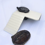 Черепаха с черепахи