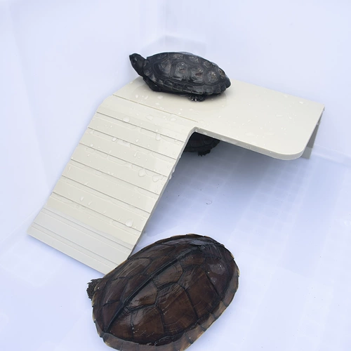 Черепаха с черепахи