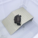 Черепаха с черепахи