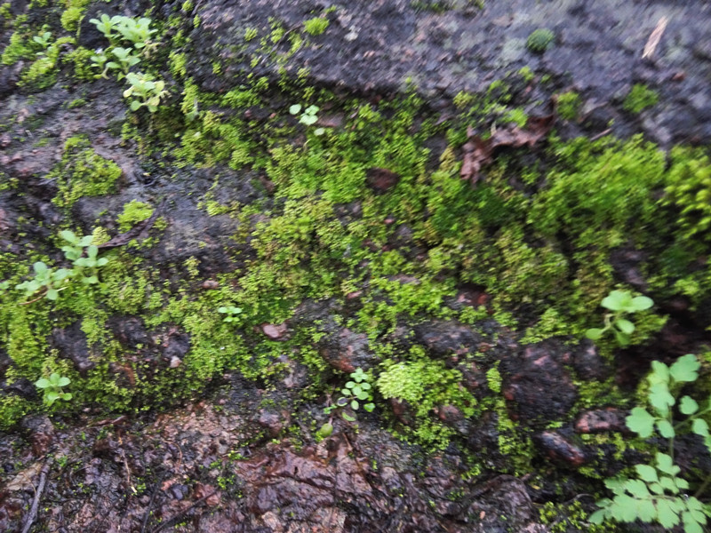 岩笋多肉植物新鲜山竹笋盆景现挖办公室绿化植物绿植地衣微景观美 - 图2