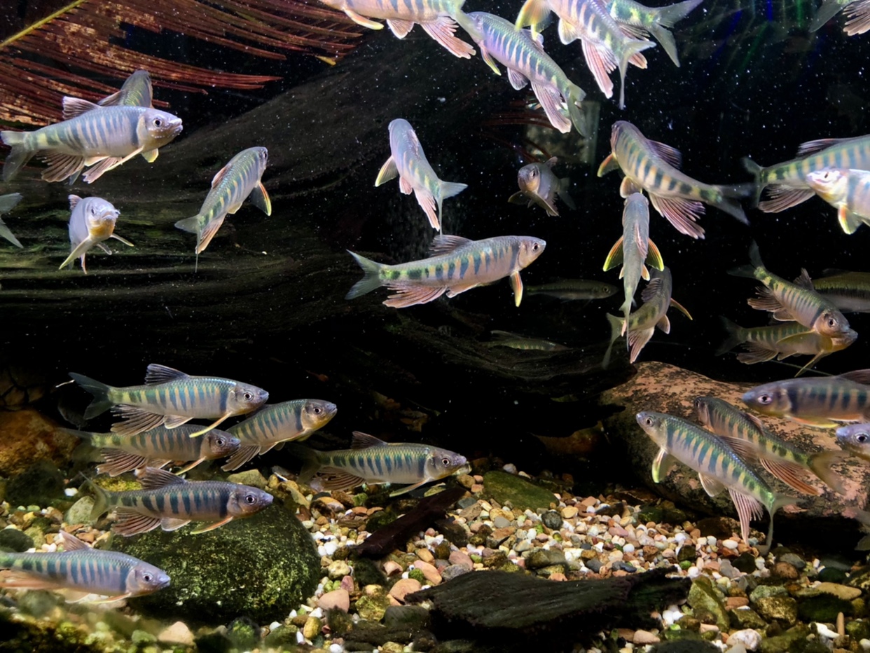 发色长鳍鱲宽鳍鱲稀有原生冷水淡水观赏鱼溪流鱼马口桃花鱼异鱲-图3