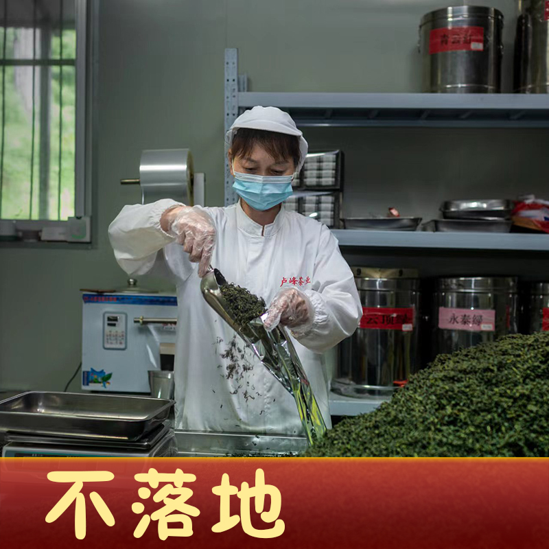 手工安吉白茶2023年新茶特级浓香型明前绿茶高山嫩芽春茶高端茶叶 - 图2