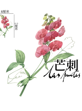 芒刺文身贴|宽叶山黧豆|防水持久彩色彩绘纹身贴花小众风高级感
