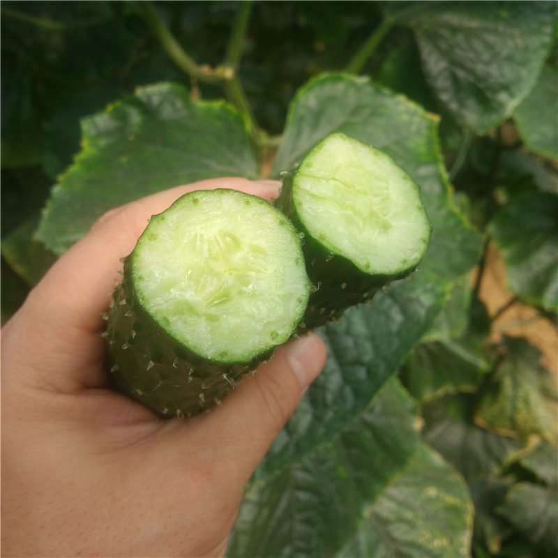 成都好特蔬黄瓜新鲜蔬菜农场直供青瓜包邮1000g Cucumber - 图0