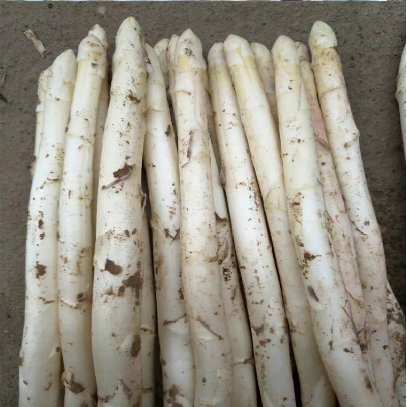 【成都好特蔬】白芦笋新鲜农家蔬菜 White asparagus 500g - 图0