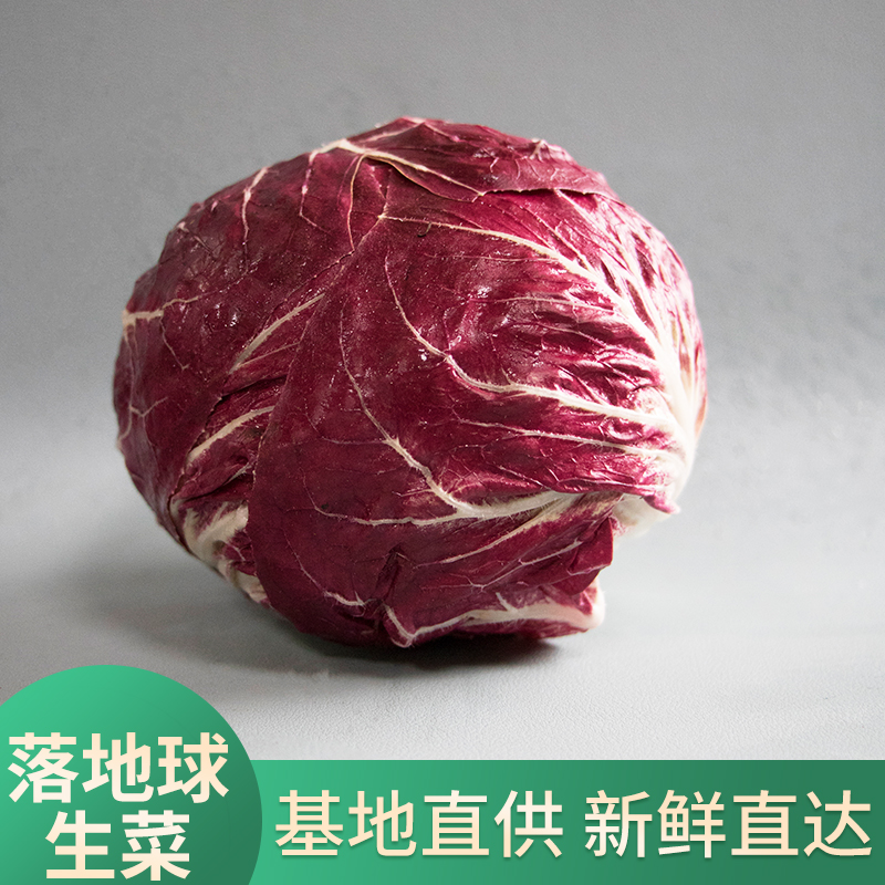 落地球生菜紫菊苣新鲜沙拉蔬菜包邮Radicchio  Round 500克 - 图0