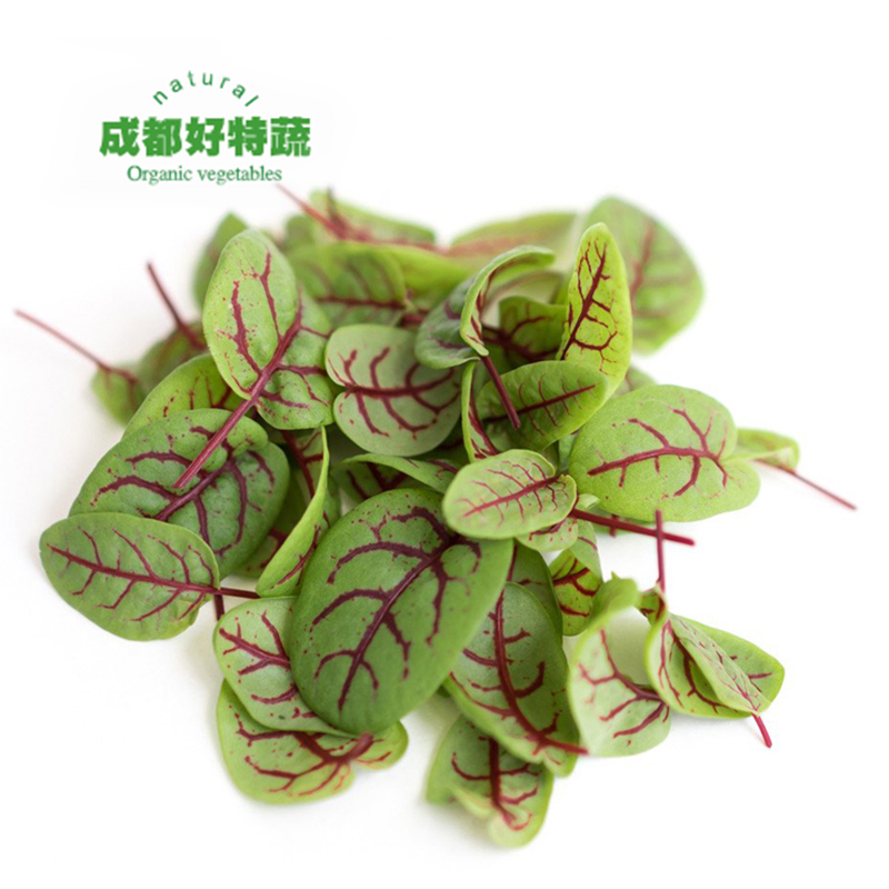 成都好特蔬酸模叶新鲜蔬菜西餐装饰食材包邮red sorrel 40pcs盒 - 图0