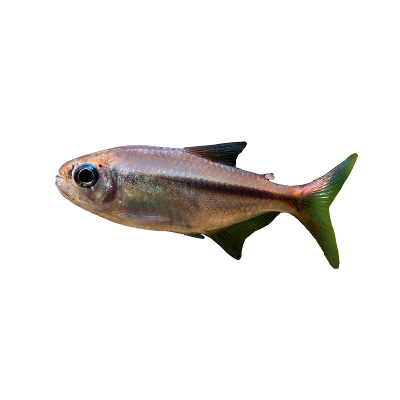鱼禅水族红月可卡灯鱼高端稀有南美草缸淡水鱼禅热带鱼观赏鱼活体 - 图3