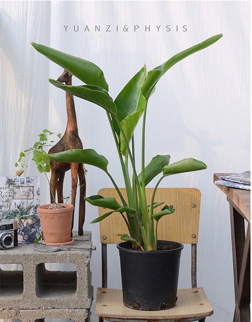 PHYSIS尼古拉天堂鸟鹤望兰室内高档观叶室内盆栽美观好养净化空气,淘宝优惠券,粉丝福利购,淘宝优惠卷
