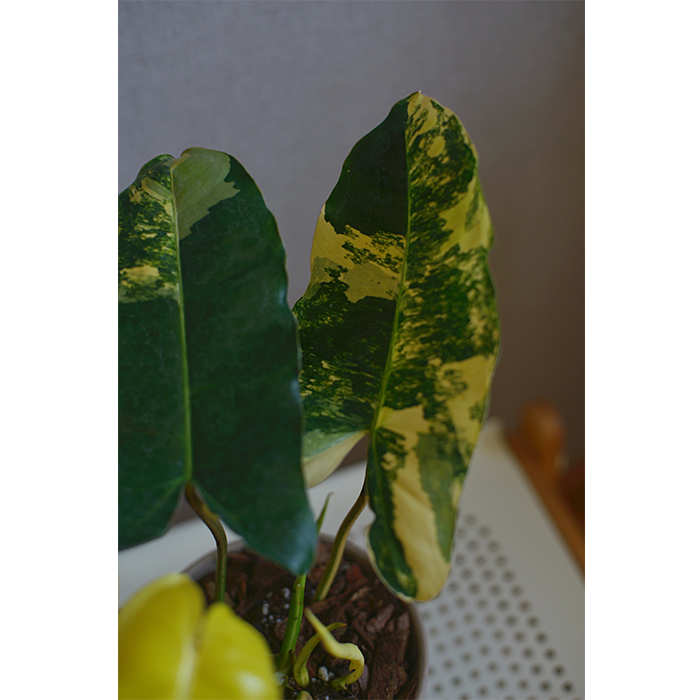 PHYSIS斑斓系列｜伯乐蔓绿绒锦油画叶片锦叶室内超好养热植高档-图2