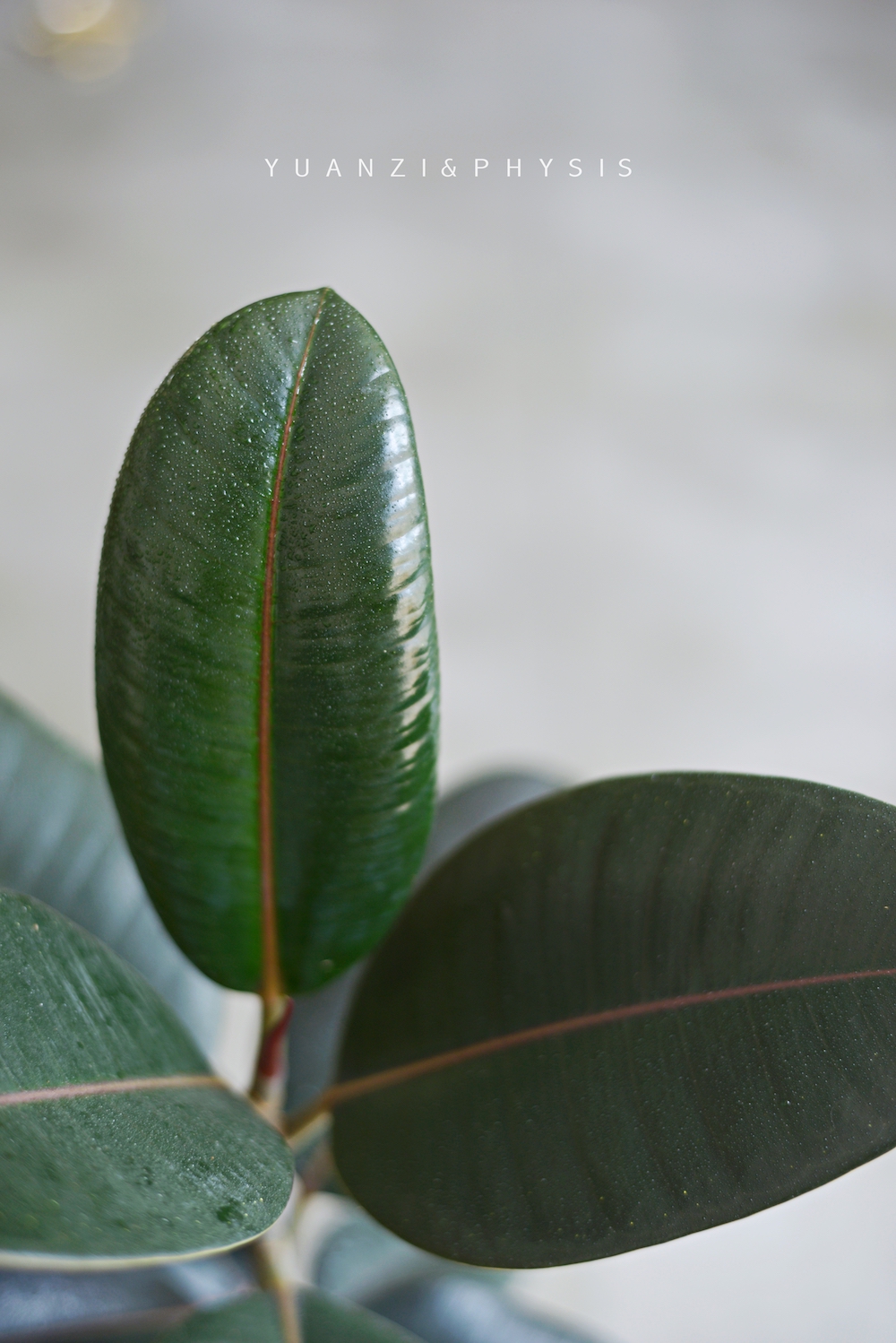 PHYSIS室内观叶植物多年生木本植物黑金刚橡皮树印度榕盆栽-图2