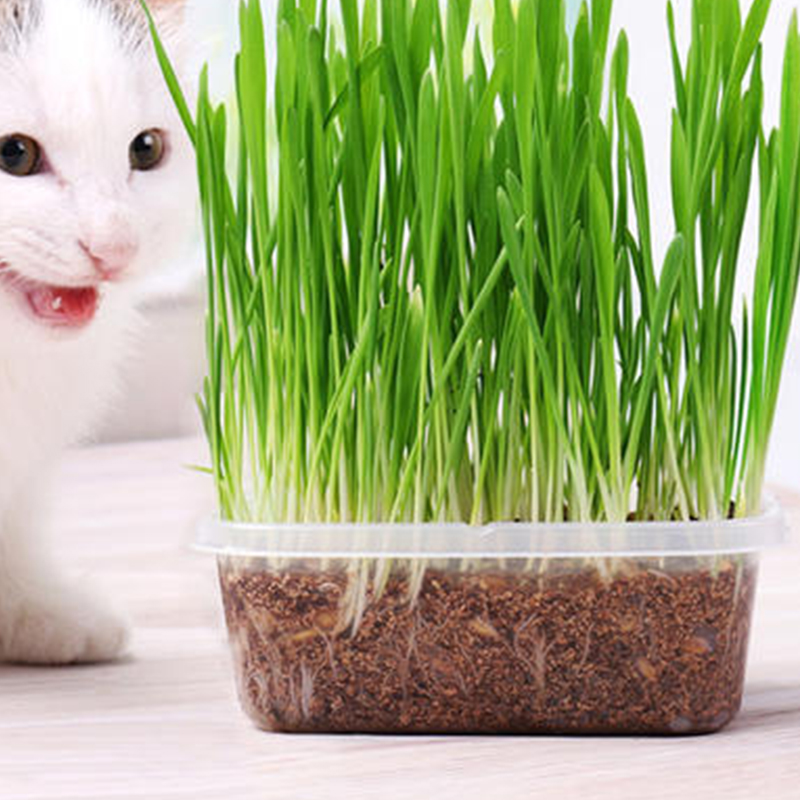 猫草营养土猫薄荷猫吃的化毛草种植天然有机土营养土猫草猫草土壤 单身汪2m 淘优券 猫草营养土猫薄荷猫吃的化毛草种植天然有机土营养土猫草猫草土壤 单身汪2m 淘优券
