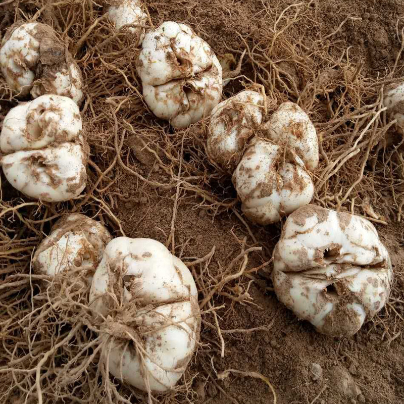 买一斤送一斤兰州鲜甜百合种球新挖甜百合种球苗花带根种苗非龙牙