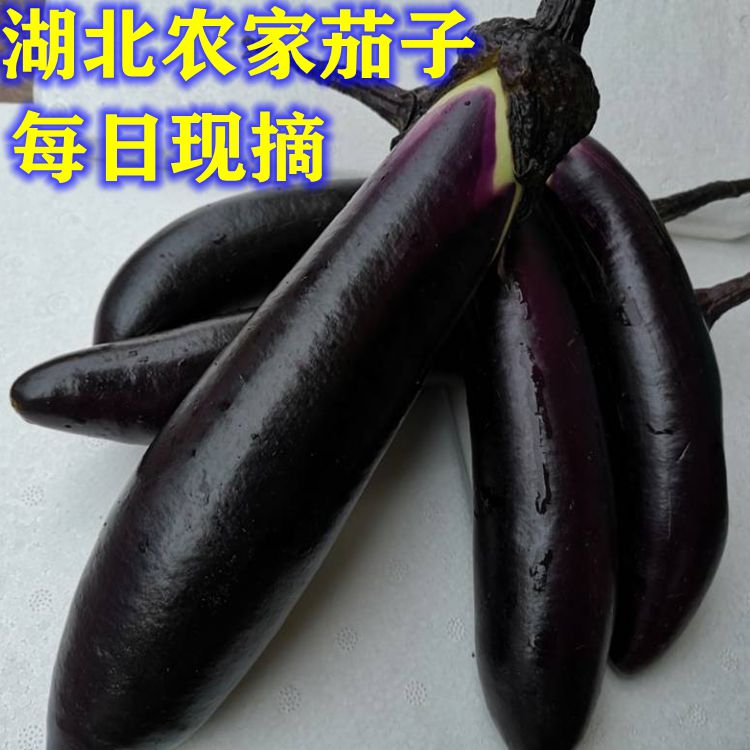 湖北露天新鲜嫩紫茄子油焖茄子薄皮线茄子现摘蔬菜长茄子4斤顺丰 - 图0