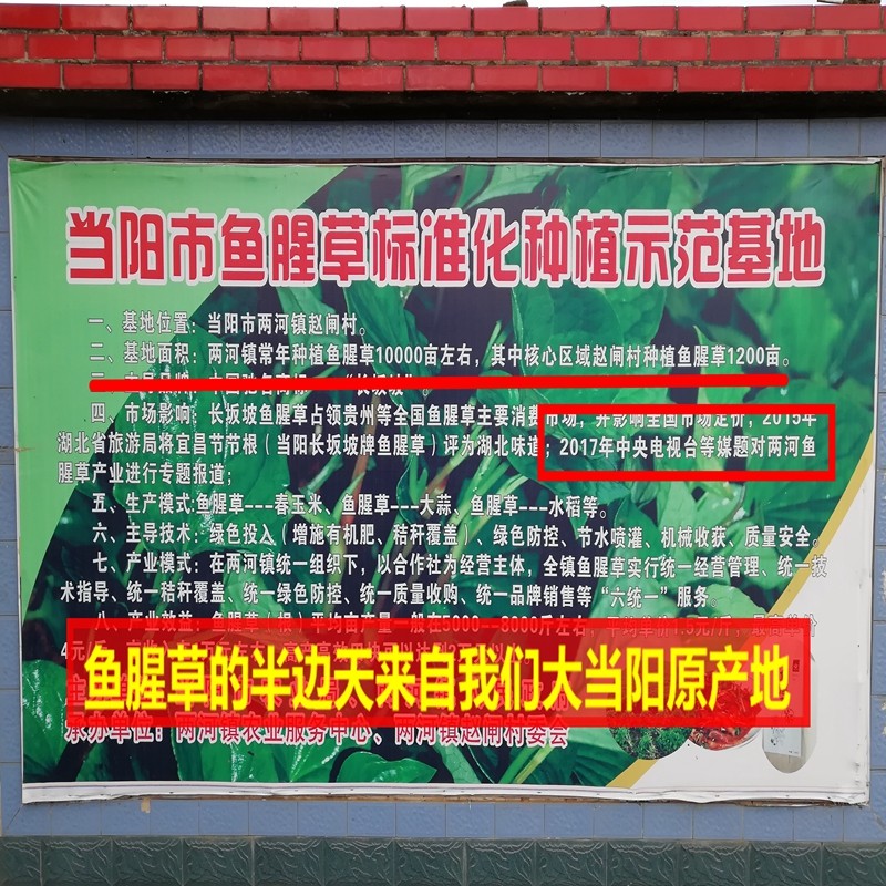 鱼腥草新鲜折耳根凉拌现挖嫩根野生节儿根2斤装侧耳根新鲜鱼星草,淘宝优惠券,粉丝福利购,淘宝优惠卷