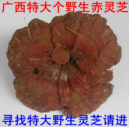 26年新摘广西深山特大朵野生灵芝整枝赤灵芝泡茶17厘米以上 - 图0