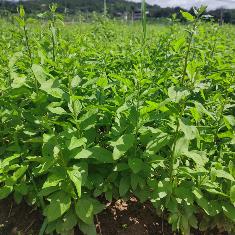 新鲜枸杞叶四季食用枸杞菜嫩叶子当天采摘农产品广东发货带枝纯叶 - 图1