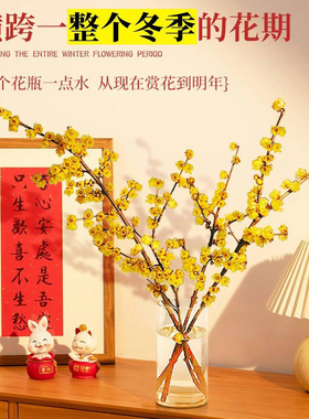 鲜切花重瓣素心腊梅水养鲜花枝条花卉植物室内好养泡水开花梅水培