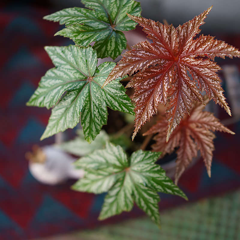 狮鹰秋海棠Begonia gryphon回声森林网红观叶绿植室内桌面盆栽-图1