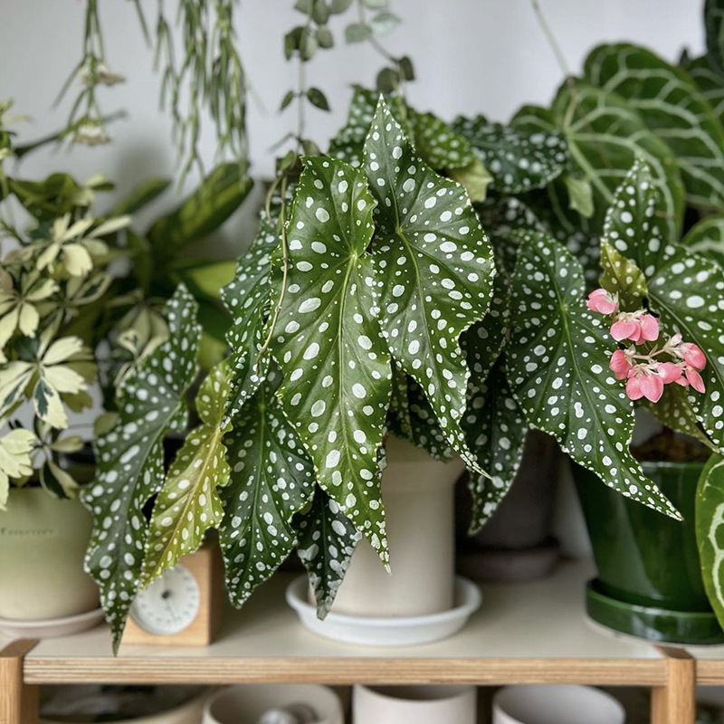 观叶秋海棠集合 Begonia brigade回声森林 ins稀有室内观叶植物-图0