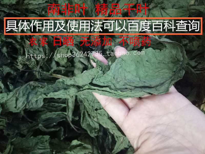 正宗南非叶苗种树苗将军叶新鲜干叶茶室内外庭院阳台绿植花卉盆栽 - 图2