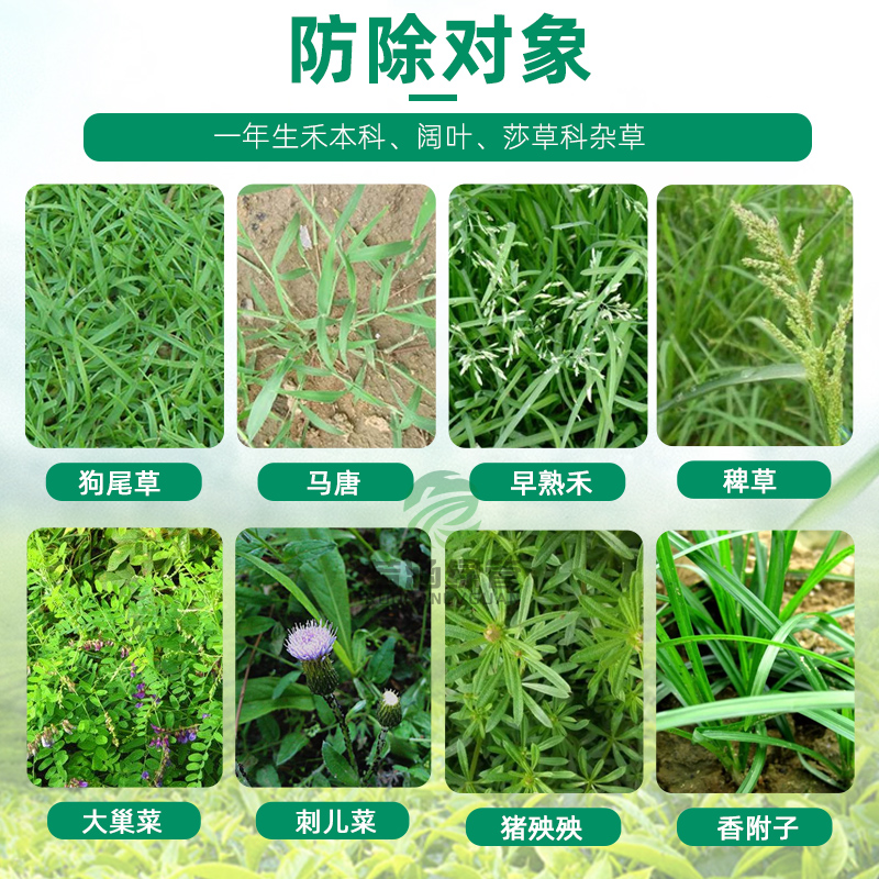 麦冬除草剂草坪隆葱麦静净沿阶草尖叶阔叶杂草全除麦草霸坪安麦盛 - 图1