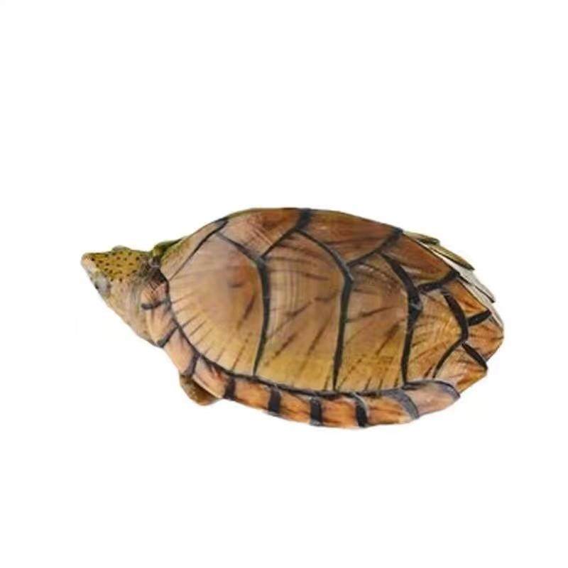 剃刀蛋龟苗迷你宠物龟深水乌龟活物观赏龟迷你屋顶龟剃刀龟网红龟,淘宝优惠券,粉丝福利购,淘宝优惠卷