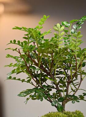 文竹盆栽植物室内好养易活赤楠盆景绿植客厅花卉四季常青净化空气