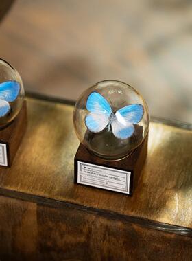 覆盖迷你饰品手工蝴蝶礼物核桃创意玻璃球假日桌面标本礼物