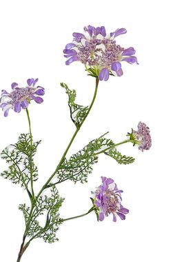 人造花紫色蕾丝白色飞香蓝色花家软装饰花卉景观摄影道具