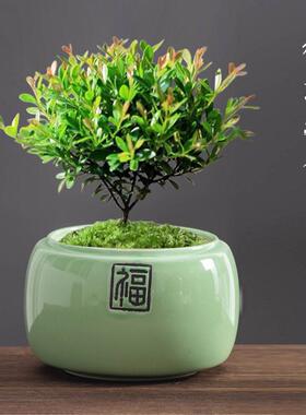 中式福字创意绿植花盆陶瓷大肚透气发财树文竹盆景盆家用桌面摆件