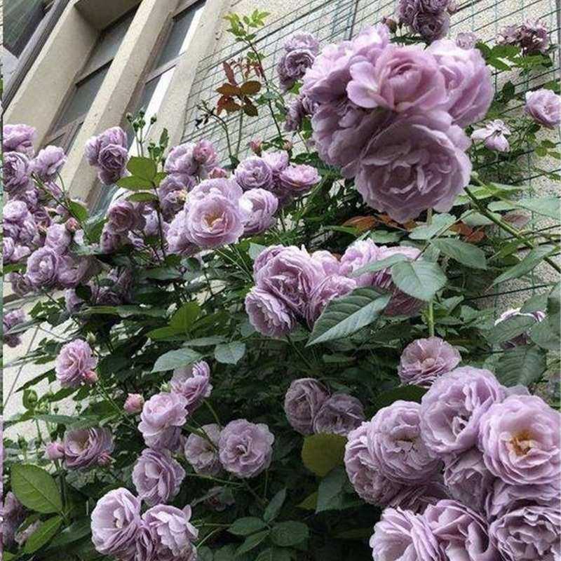 爬藤月季花大苗爬墙庭院花拱门藤本月季大苗阳台四季观赏月季植物,淘宝优惠券,粉丝福利购,淘宝优惠卷