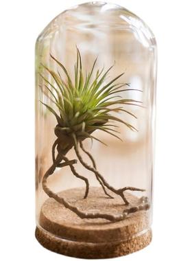 LED灯永生玻璃罩手办卡通模型透明防尘罩桌面创意家居摆件