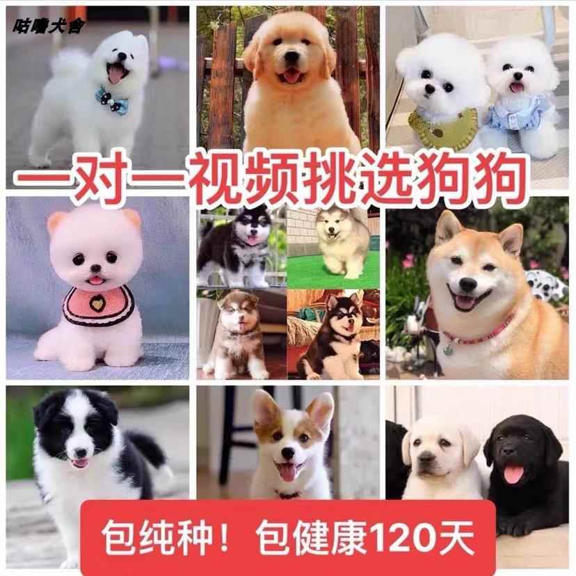 拉布拉多金毛博美阿拉斯加柴犬柯基萨摩犬约克夏泰迪幼犬宠物狗狗 - 图0