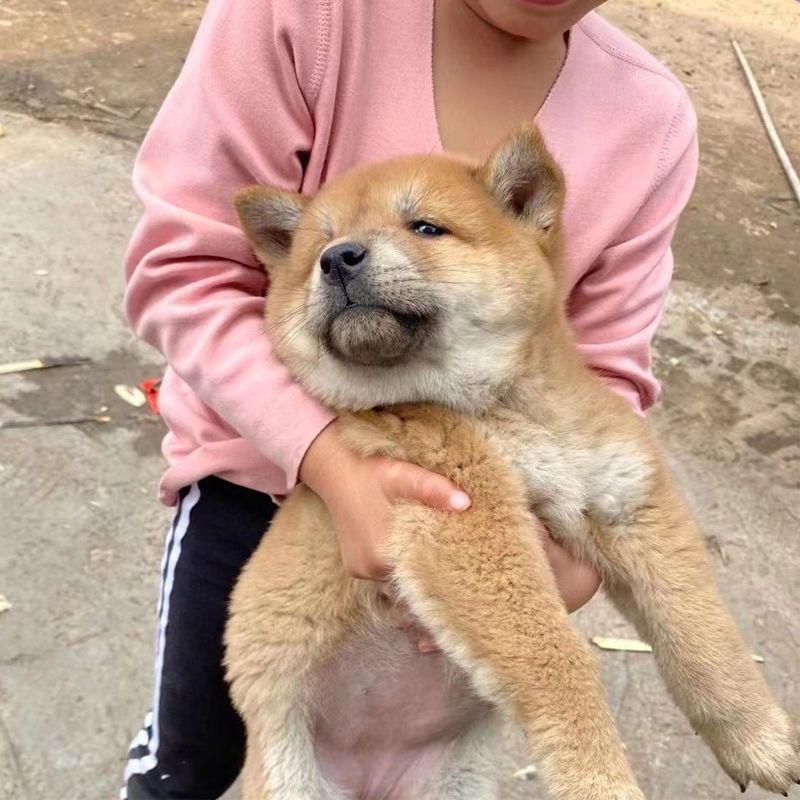 广西田园犬纯土狗看家护院家土猎狗黑狗黄狗白面狗幼崽土狗狗活物 - 图0