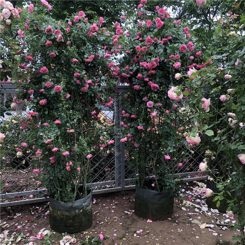 爬藤月季花大苗爬墙庭院花拱门藤本月季大苗阳台四季观赏月季植物,淘宝优惠券,粉丝福利购,淘宝优惠卷