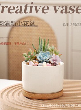 多肉小盆栽室内窗台易养可爱植物办公室桌摆工位趣味绿植钱串子
