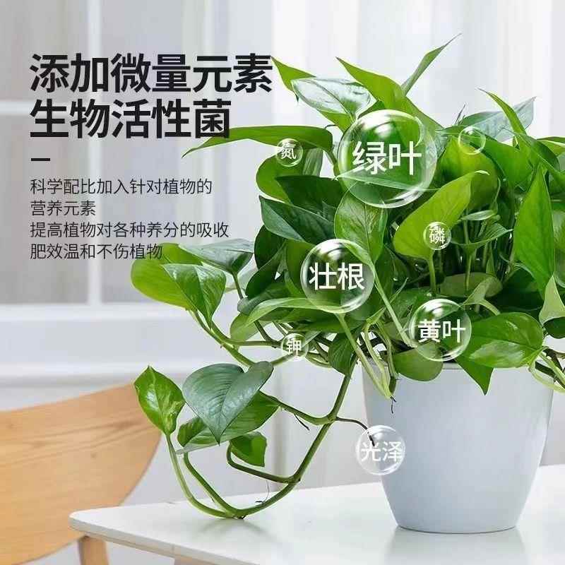 通用型植物营养液浓缩液体土培水培效吸收室内黄叶生长水溶 - 图0