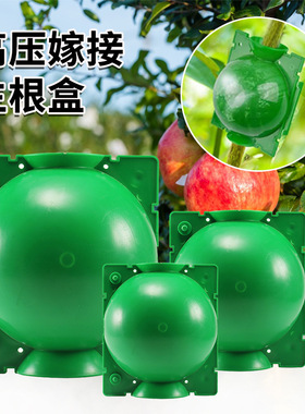 严选植物球形嫁接生根透气花瓶