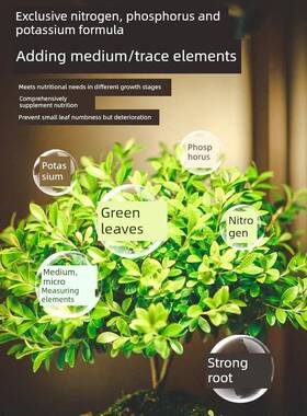 小叶赤楠营养液花肥小叶赤楠肥料专用肥防黄叶掉落金丝楠木水溶肥