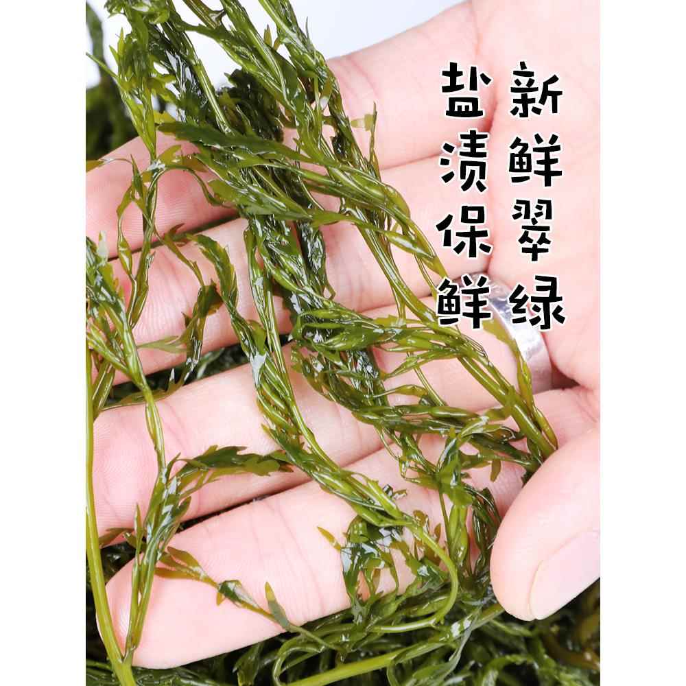 海草鞭炮笋5斤羊栖菜新鲜马尾藻长寿菜盐渍海藻菜半干货海带商用 - 图0