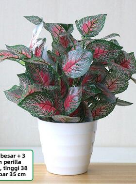 彷真植物假红掌绿植室内外装饰塑料盆栽假绿萝小摆件彷真蕨叶花草