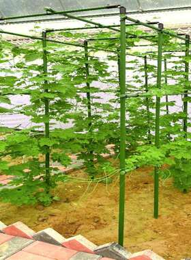 爬藤架葡萄黄瓜豆角架种菜花支架庭院园艺花卉植物支撑杆西红柿架